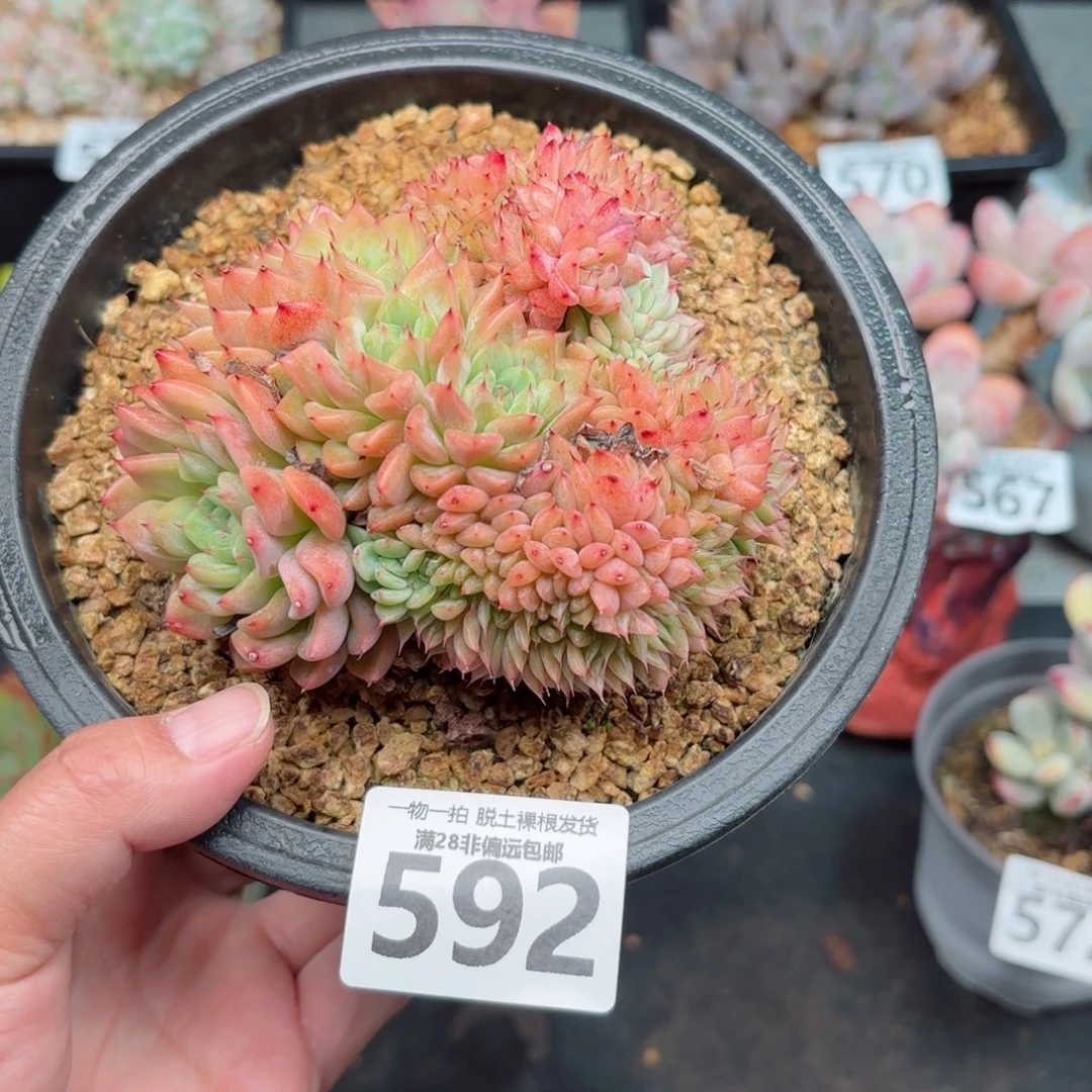 龙***主洞庭缀无盆土发货