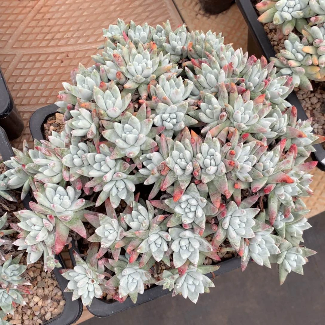 白雪，2月8日发货多肉