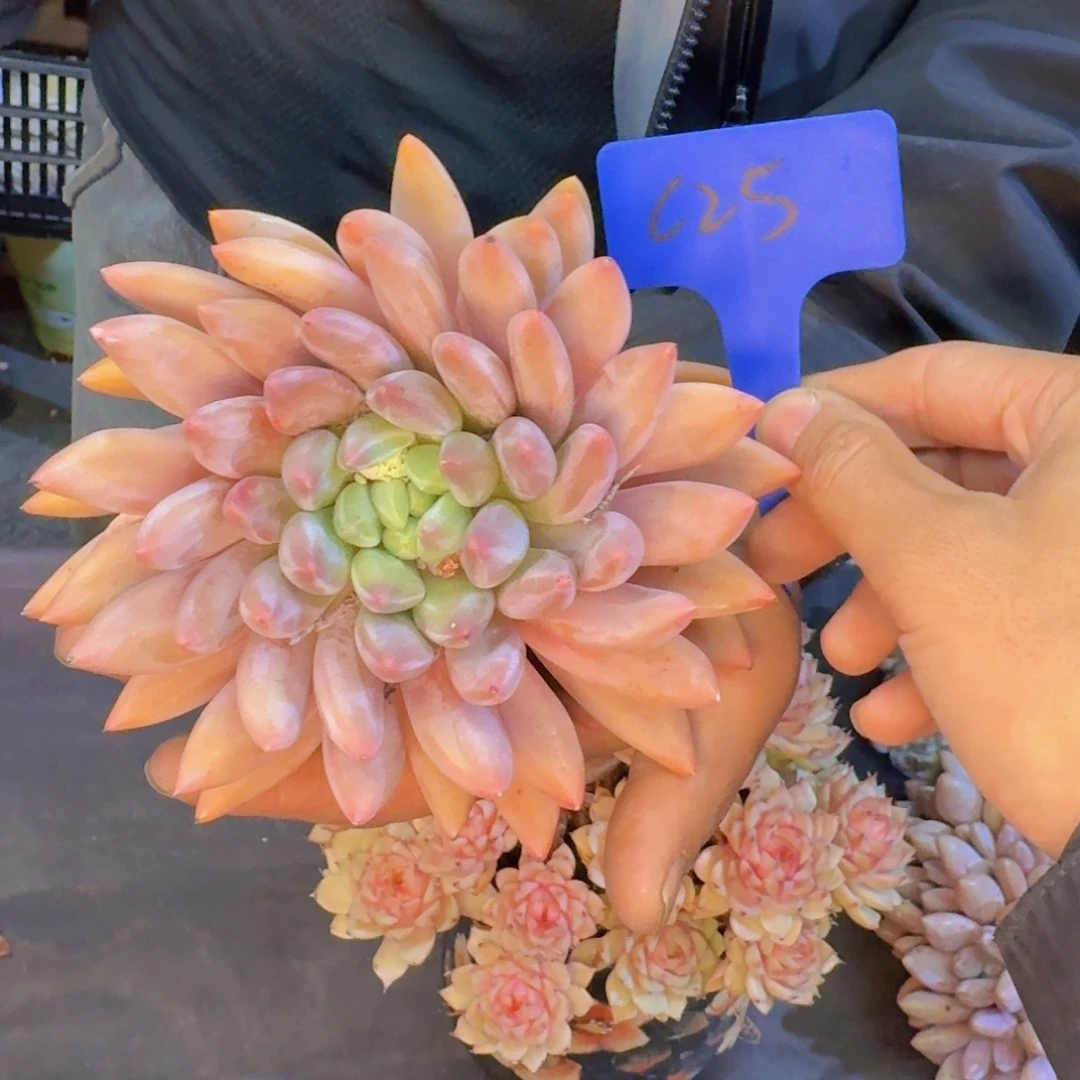 z***z多肉植物的生长发育