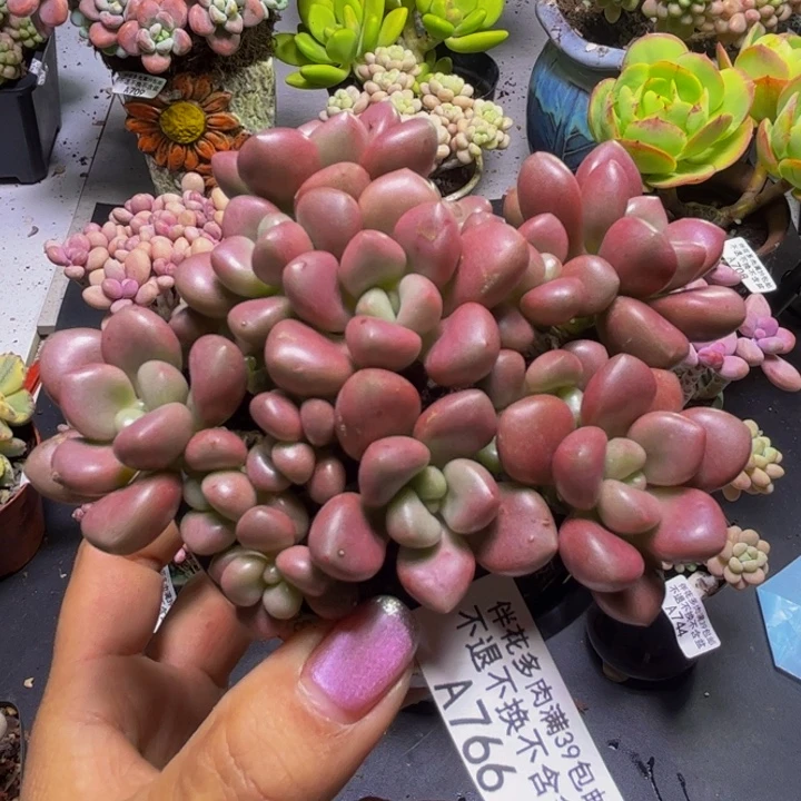 先锋派766/9cm多肉