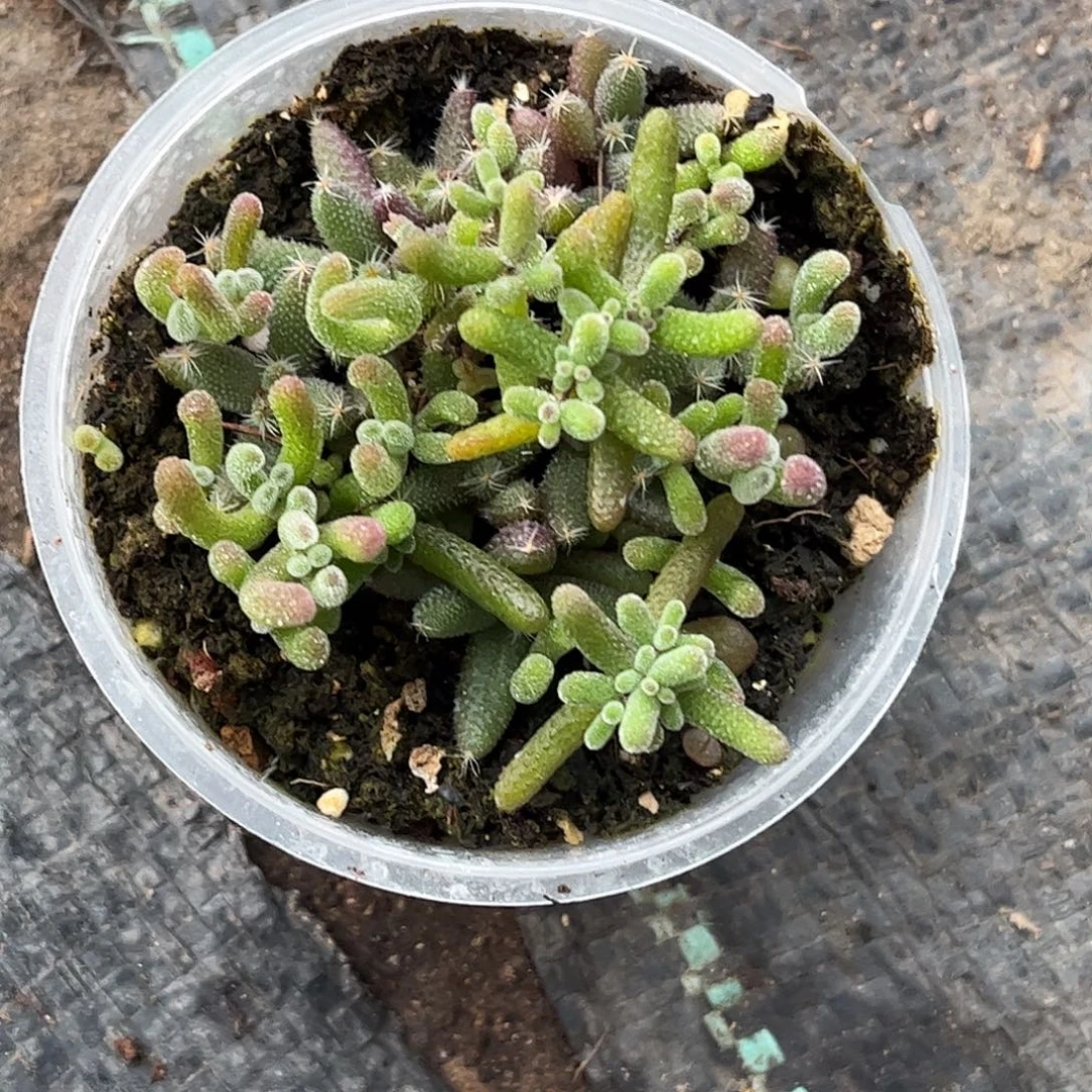 清***新混播切糕优选枝干番杏