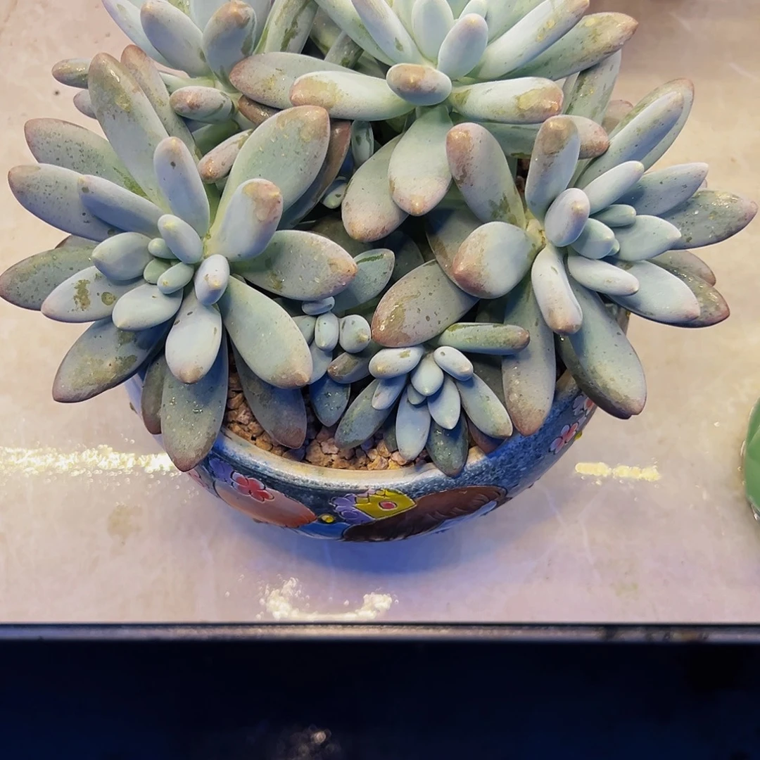 芣***一橙龙111111111111
