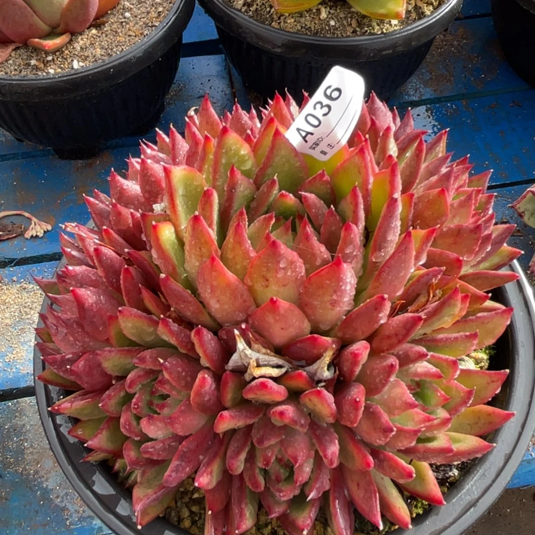 无花朵若茹东云单拍A036