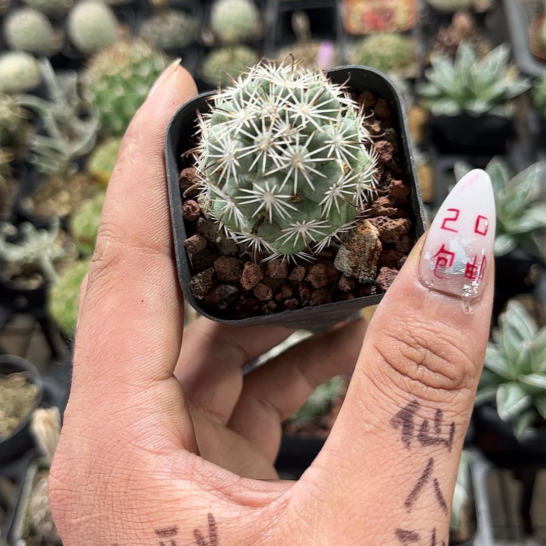 单头蓬莱宫单头发货有根