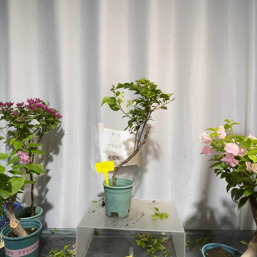 当前无花栽培后可以开花302先明斑绿樱扦插