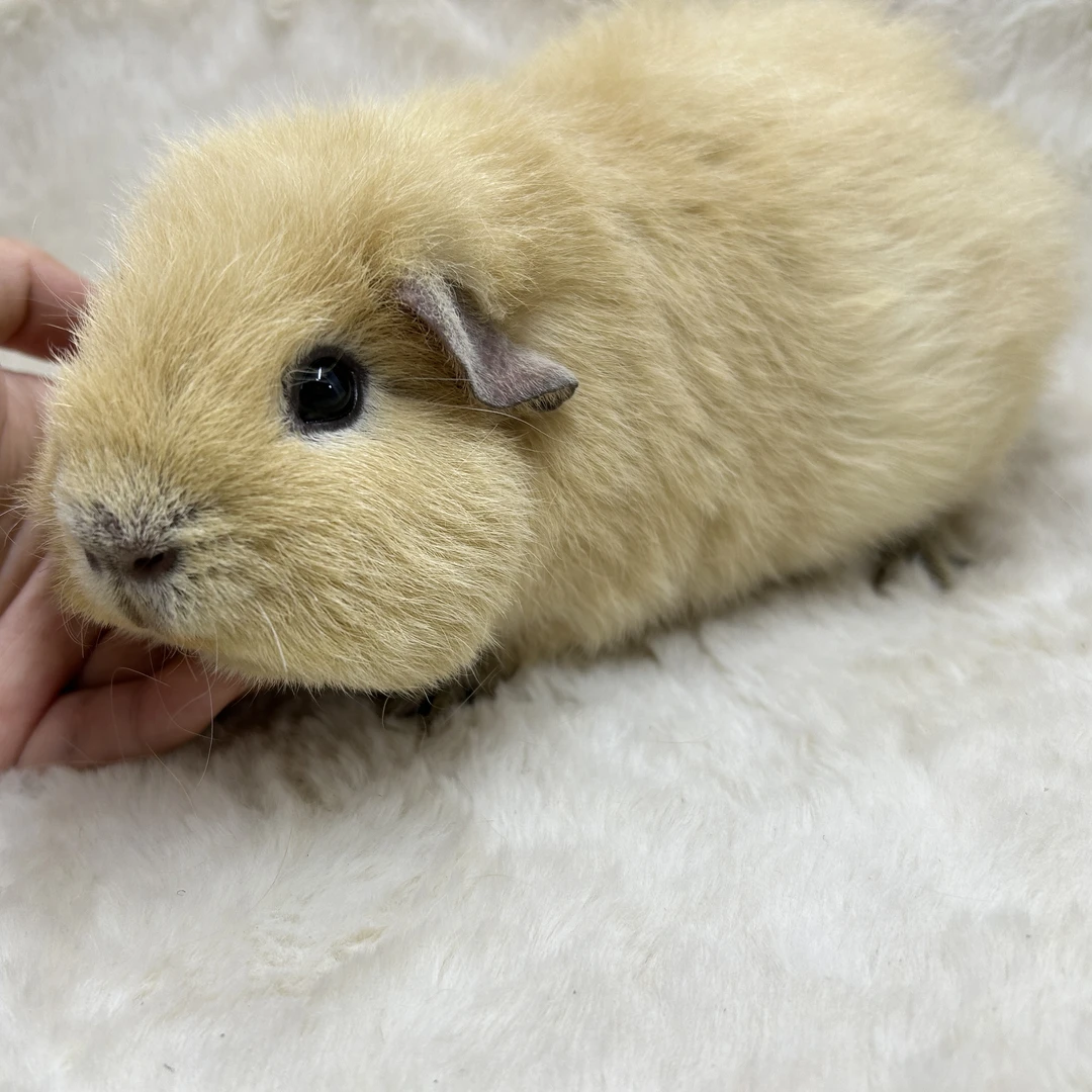 宠物豚鼠奶茶色美泰弟弟