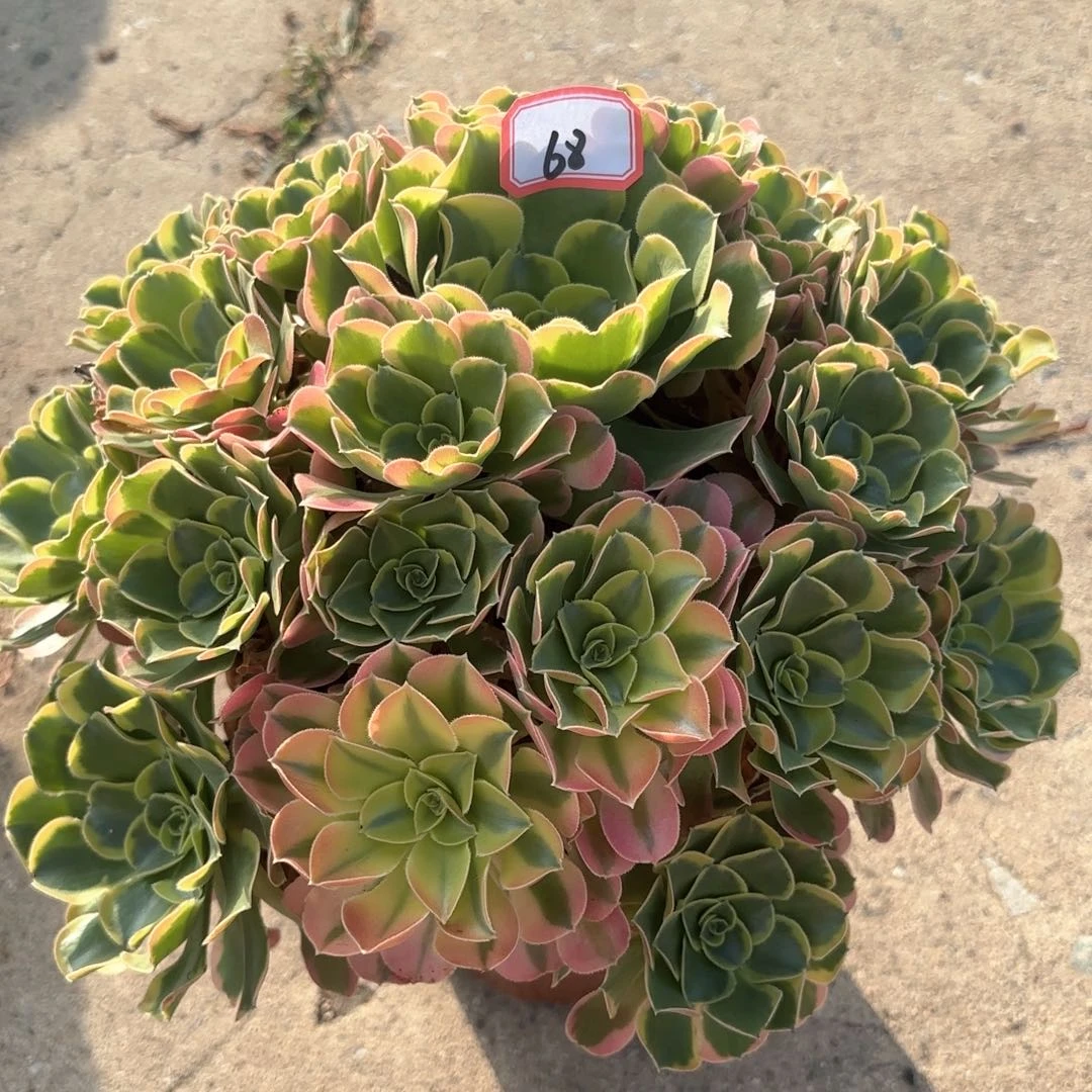 全部花朵68特斯拉多肉植物