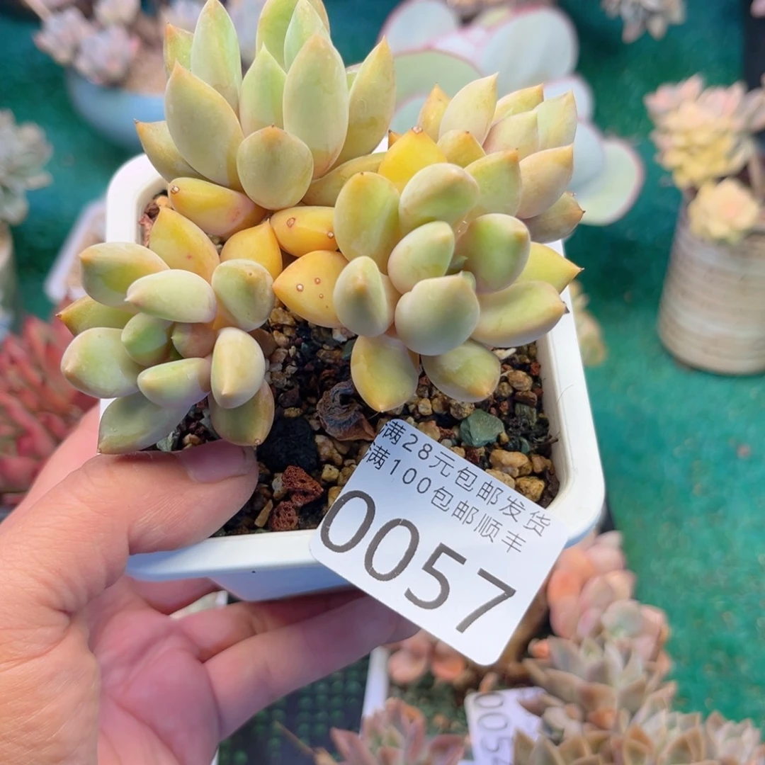 大0057；b x b vb n n