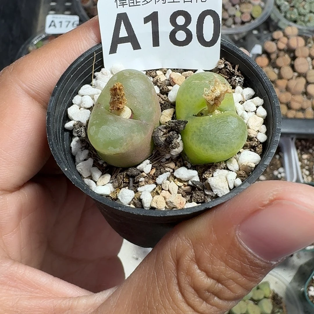 180多肉植物多肉植物