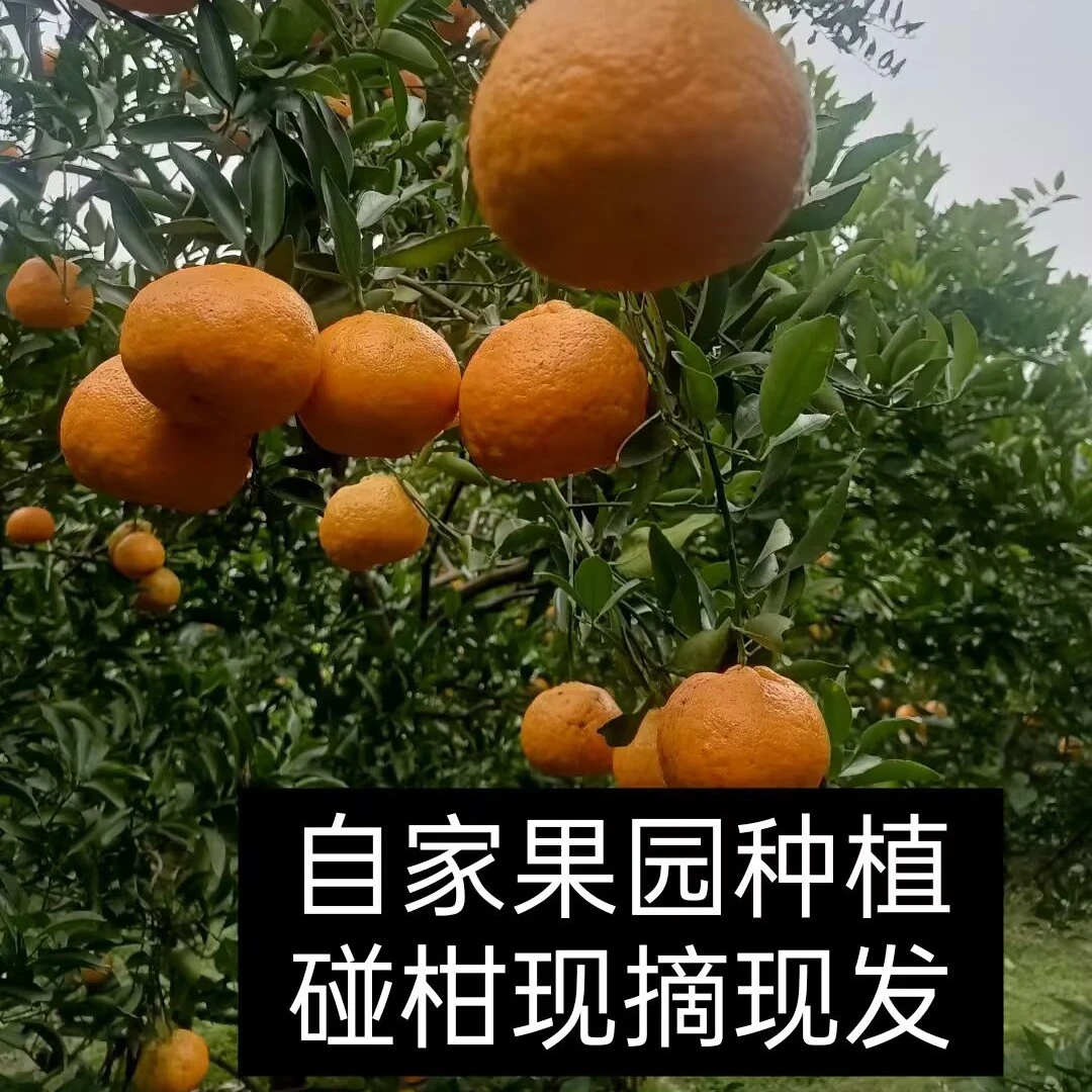 重庆万州碰柑芦柑当季新鲜水果现摘现发产地直发爆甜多汁香甜可口