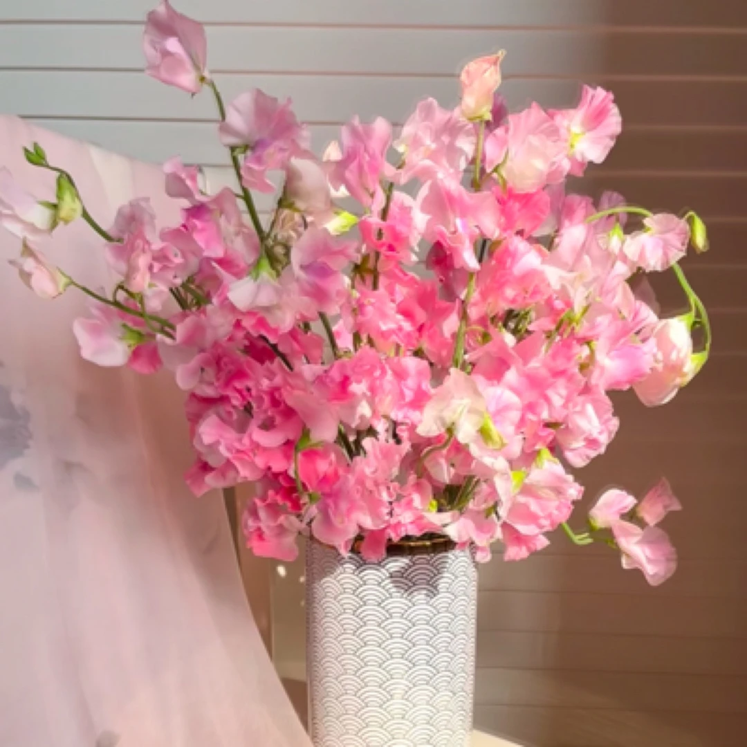 【深粉色 香豌豆花】2单正价包邮 偏远地区有运费 云南鲜花直发