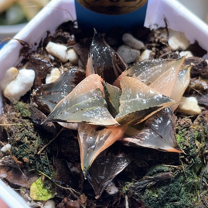 962白凤锦一物一拍