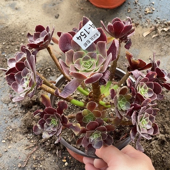 154欧嘉莉多肉植物法师