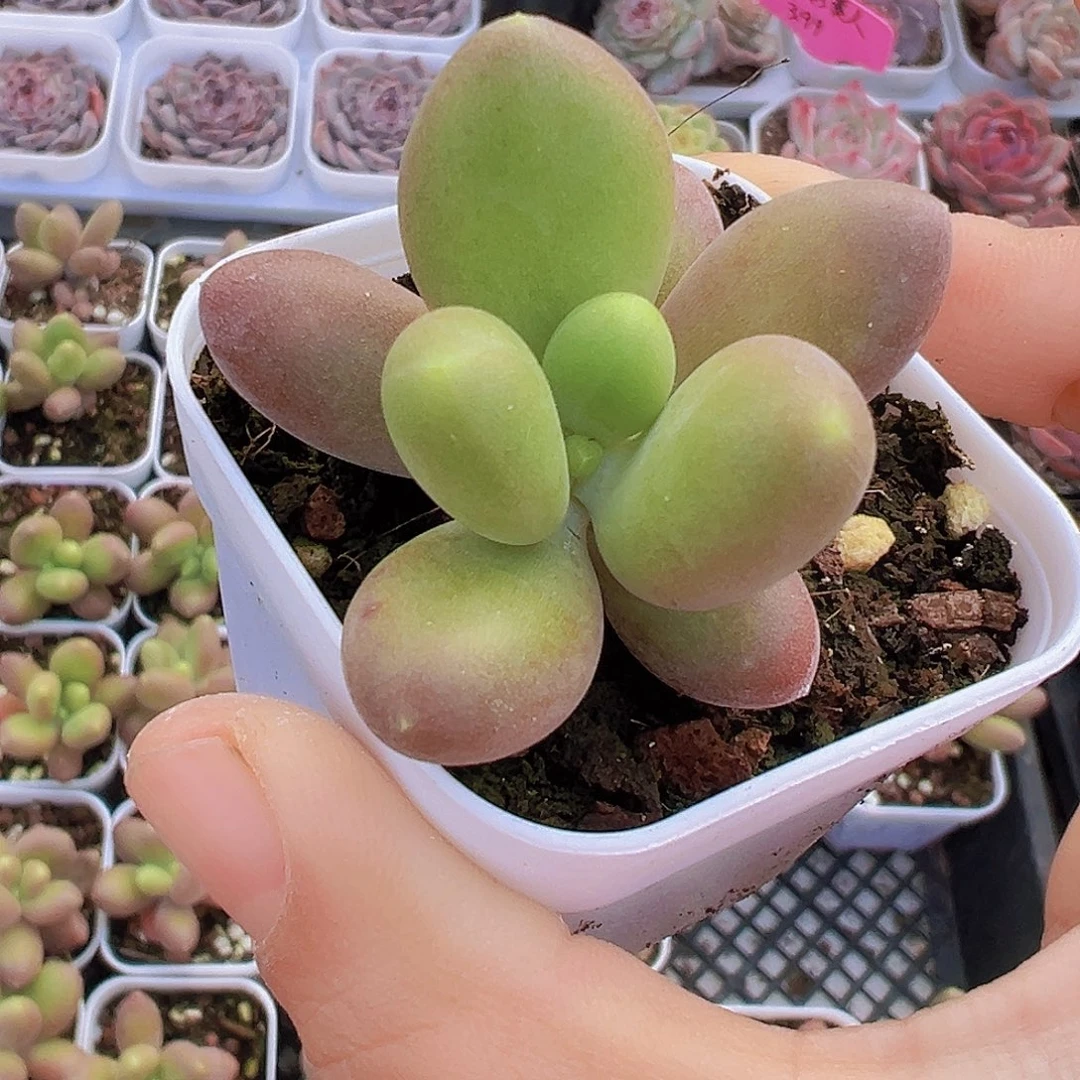 5.5盆芒果奶3颗多肉