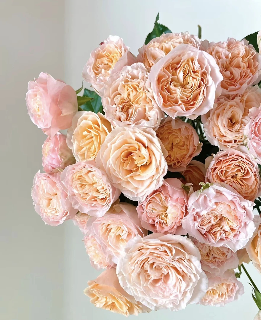 三岁花集--基地多头玫瑰米奇（一单中通二单顺丰包邮）