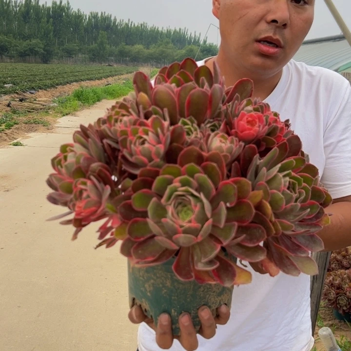 35.8粉女妖一棵包邮