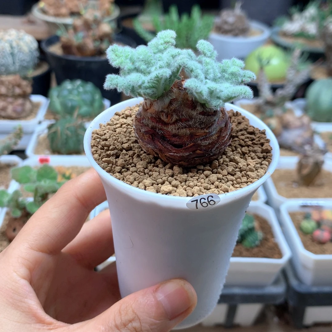 羽叶杨葵母本带盆766