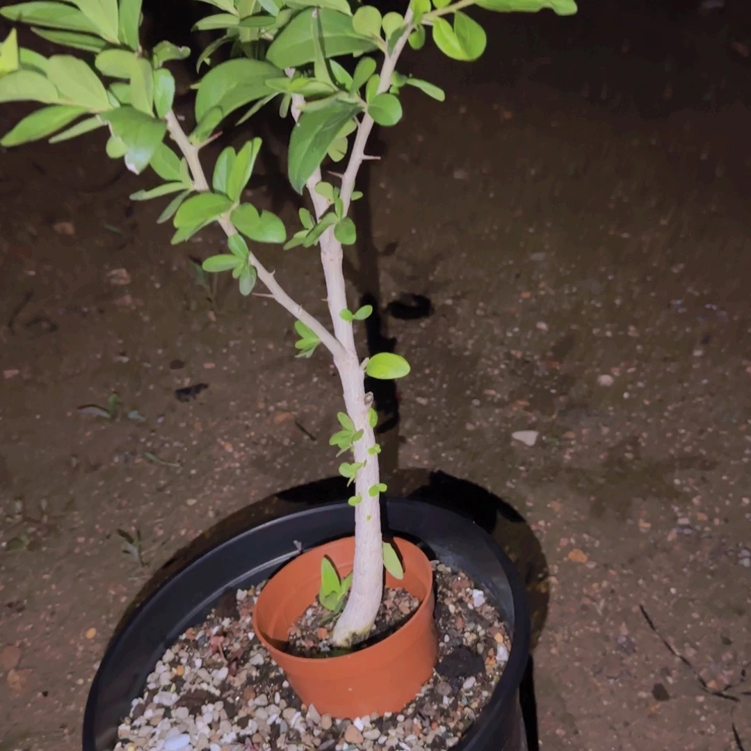 D***l块根植物块根植物块根