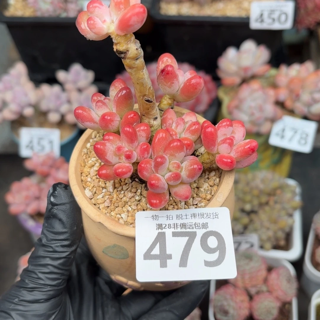 樱花奶整群无盆土发货