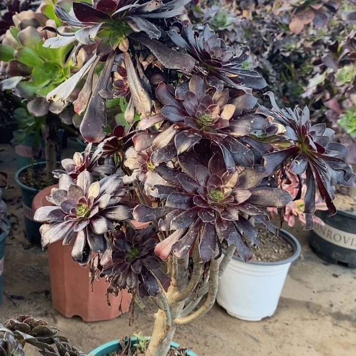 墨法多肉植物33。