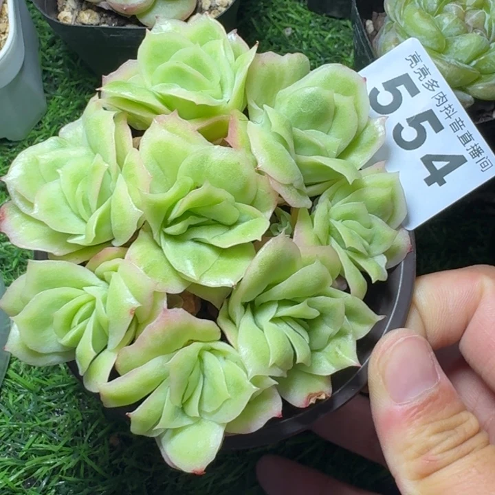 冰玫瑰锦         今日新品上新多肉植物