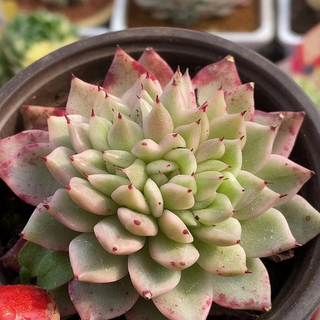 049东云杂哈哈哈哈哈