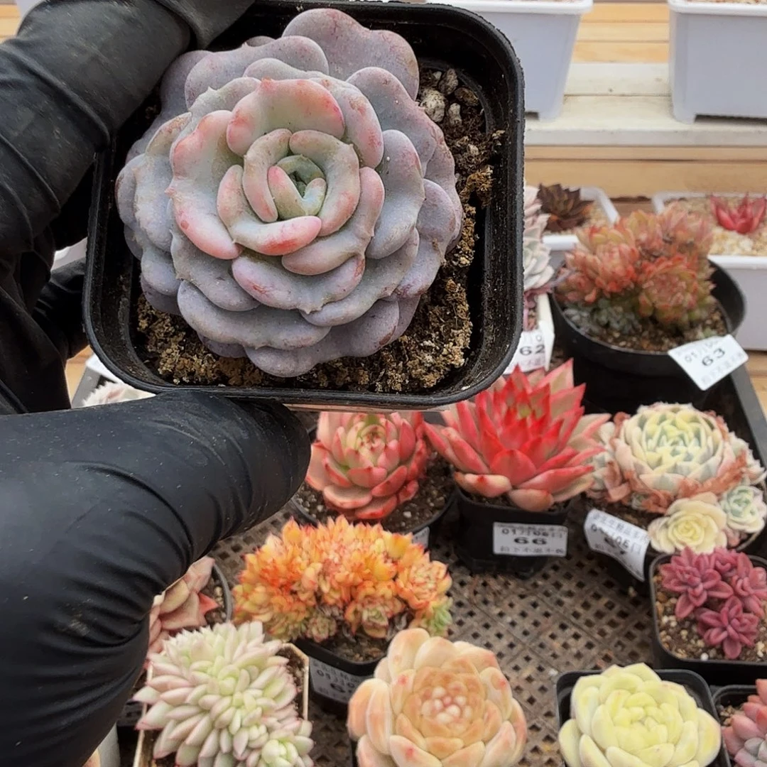 0105-70爱的颂单头