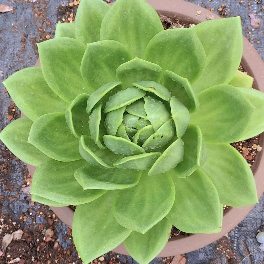 多肉植物大翠花128的