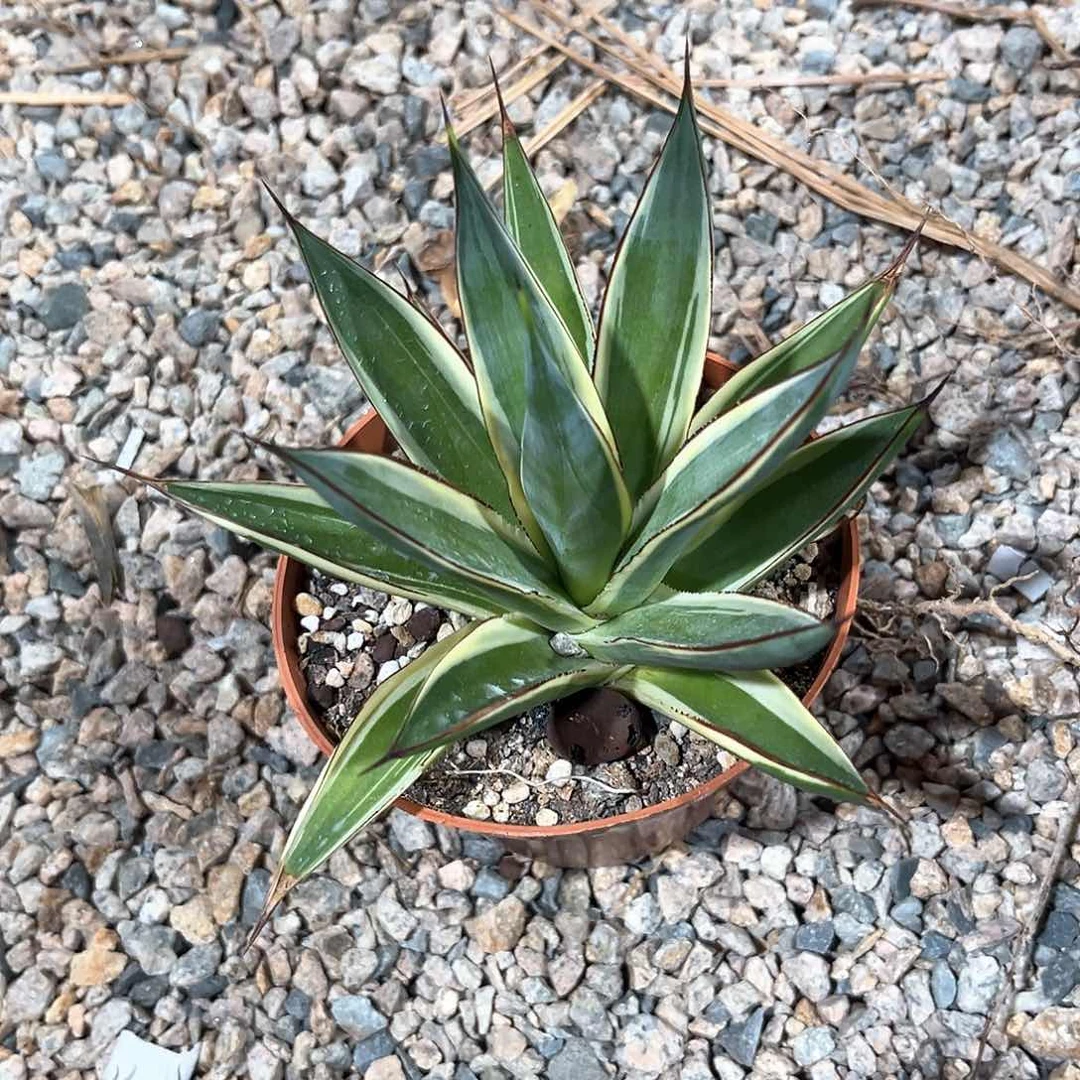 高*蓝光白幅轮30米