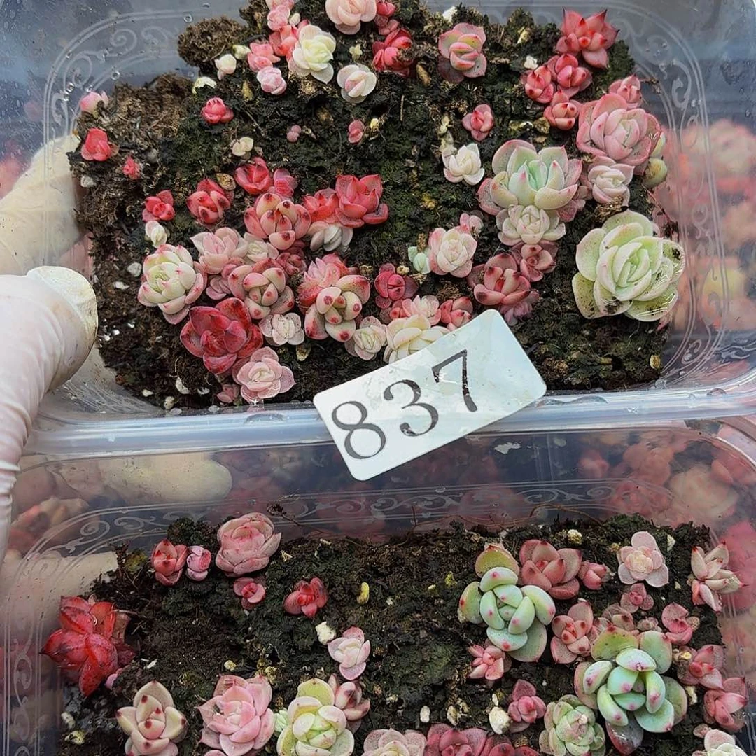 多肉植物多肉植物837