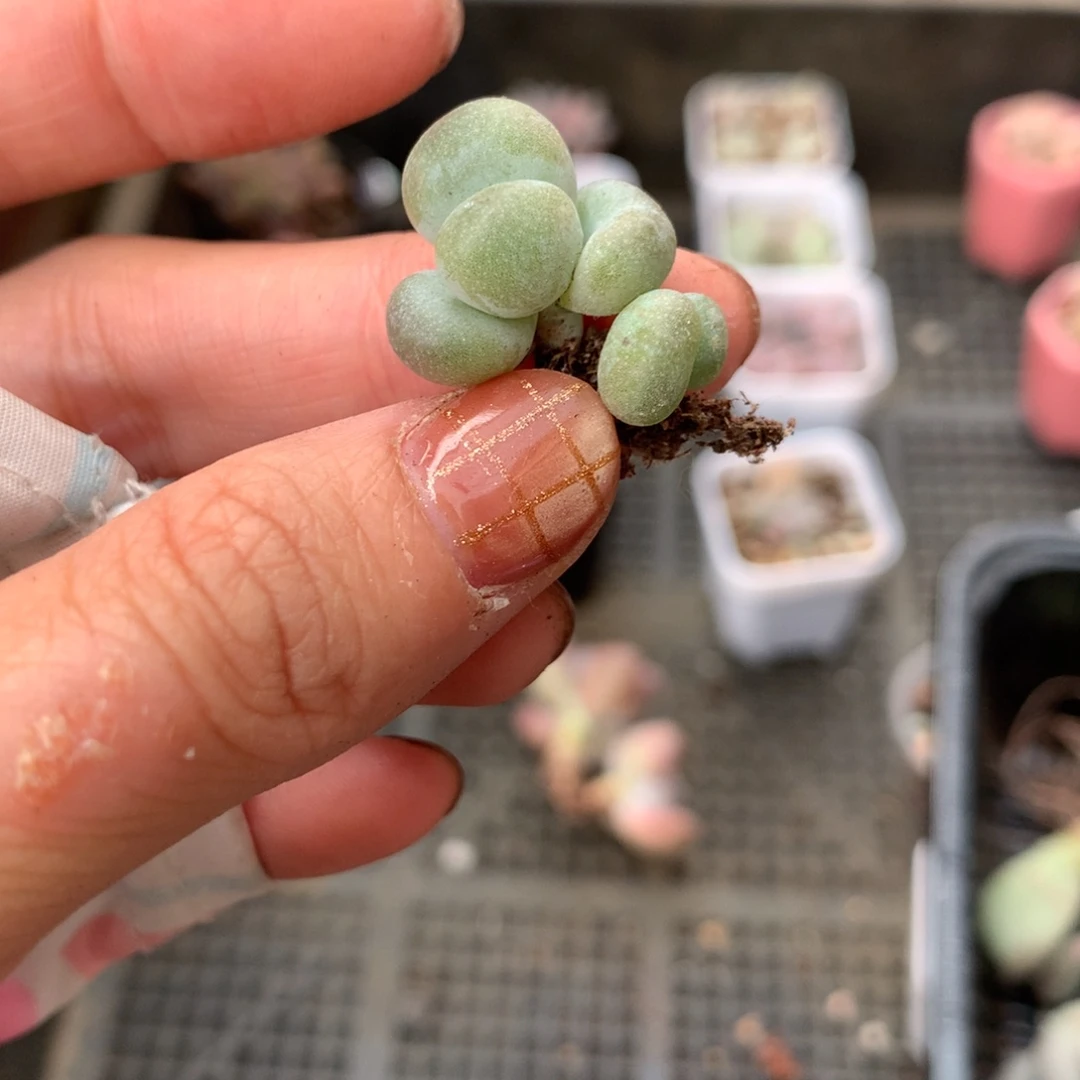 黄油油煎奶酪多肉双头