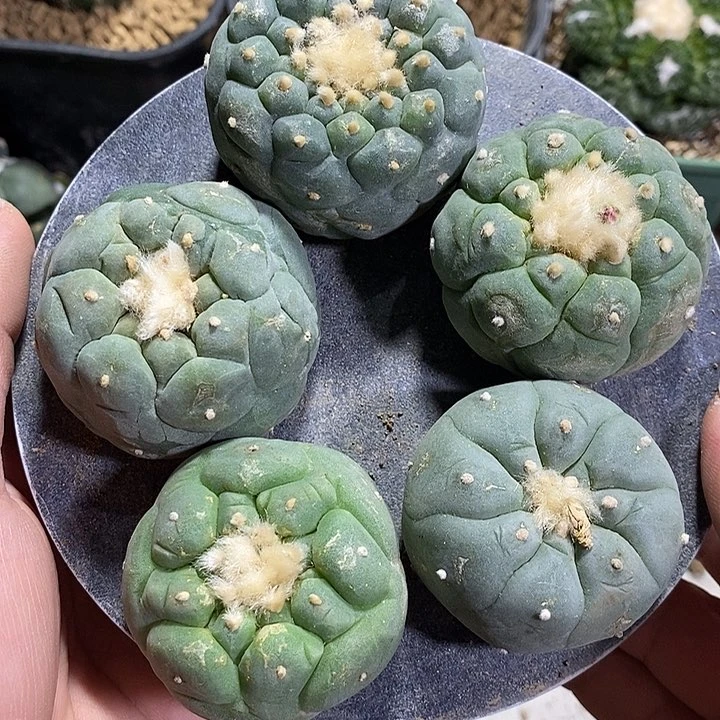 苗落海鲜5颗 已出根。107号