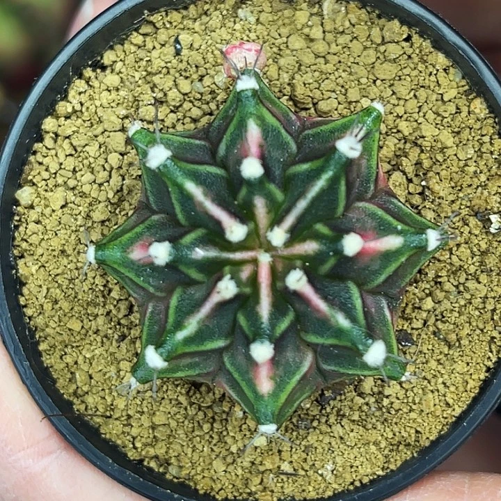 粉红臀锦 一物一拍