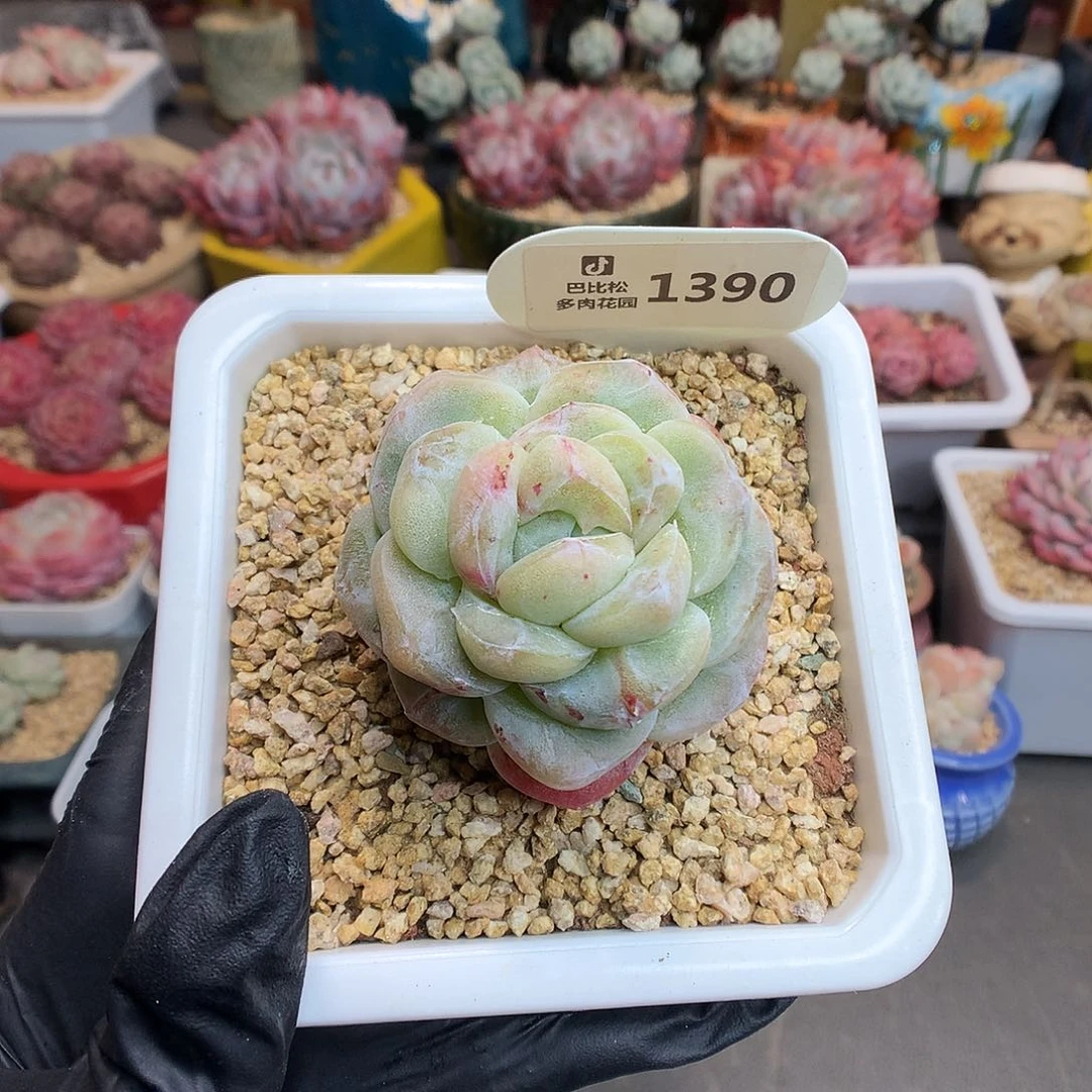 七**茄1390 冰玉石化多肉