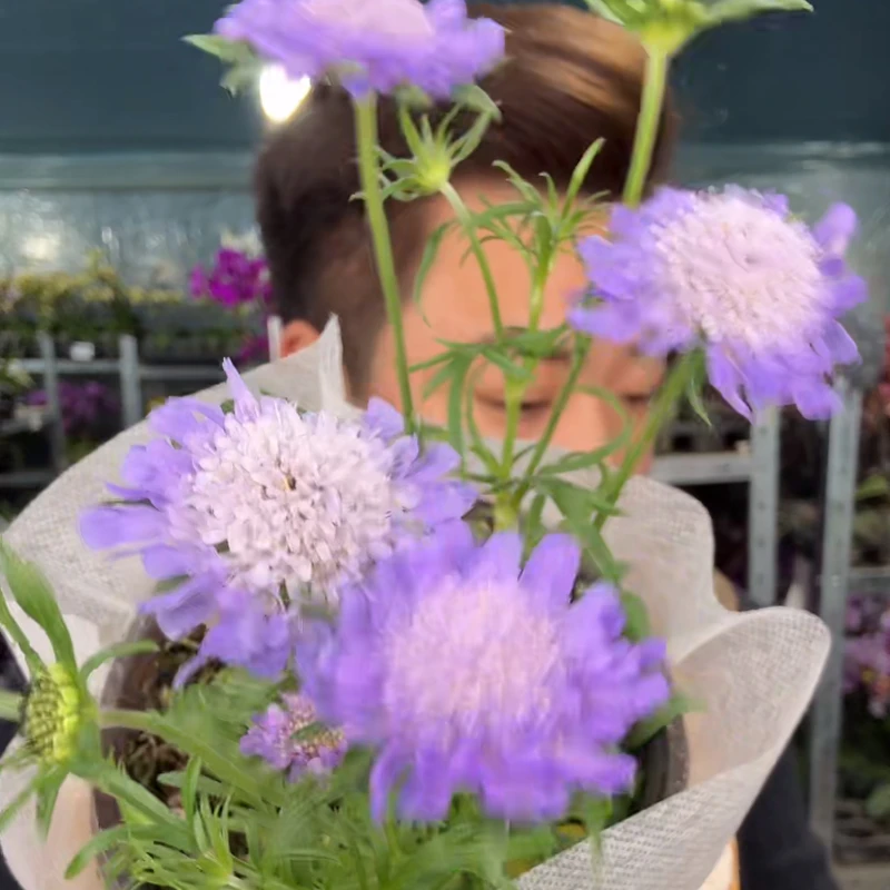 蓝盆花福利120cm盆径