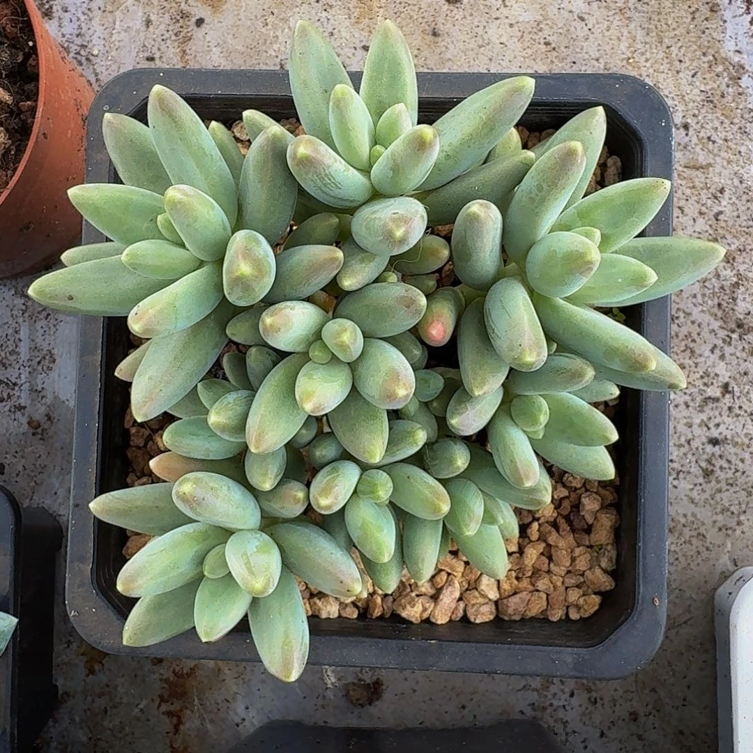戴蒙德 10头 一物一拍