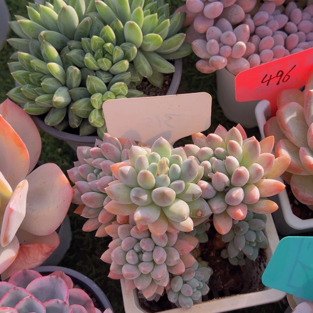 静***光福利来了打榜啦我来啦