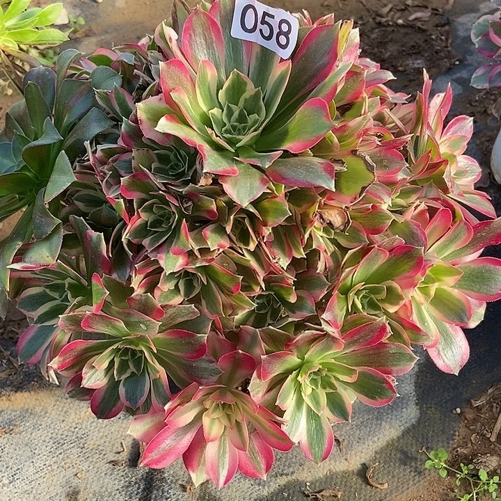 夜罗刹58多肉不包断