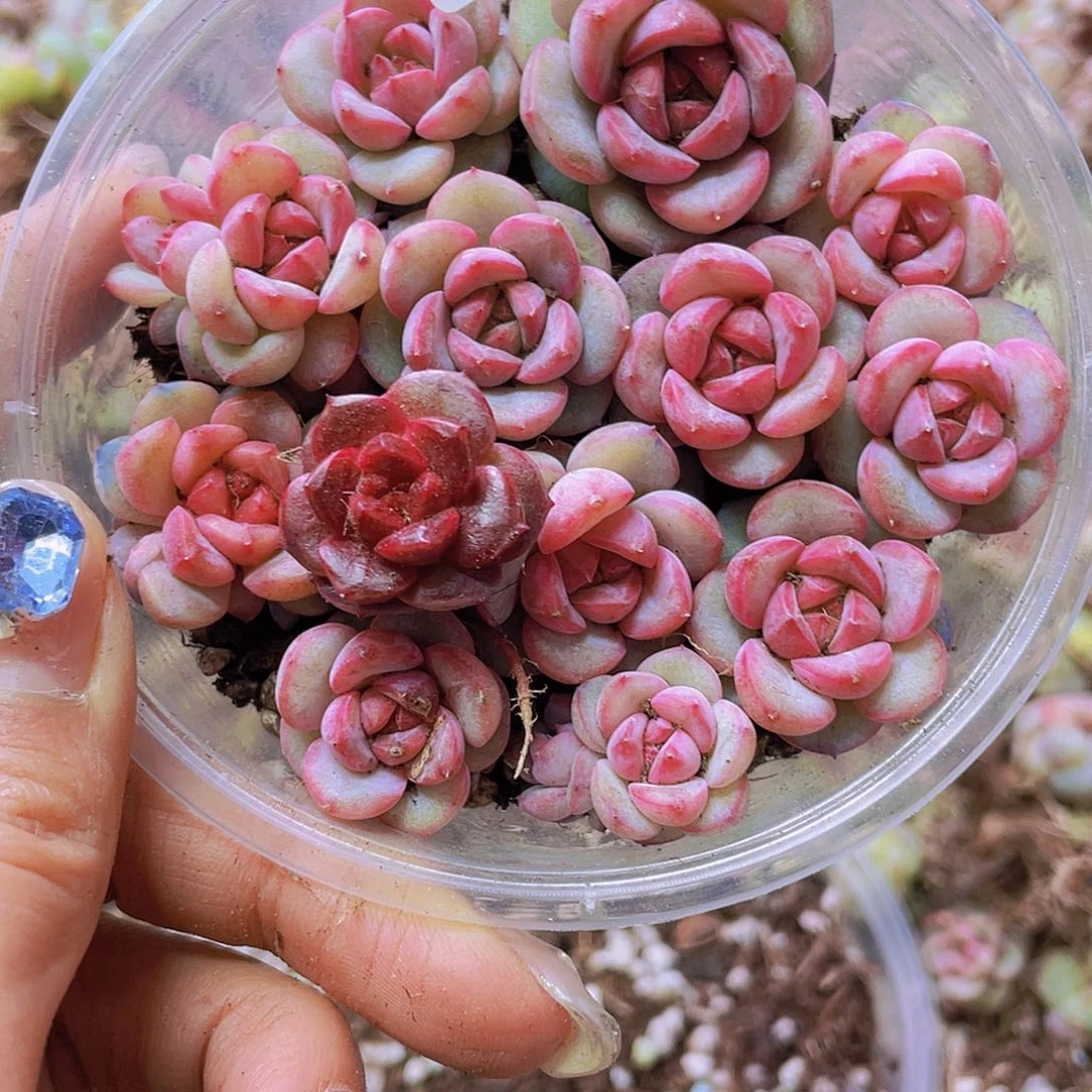 一物一拍028号00000000000