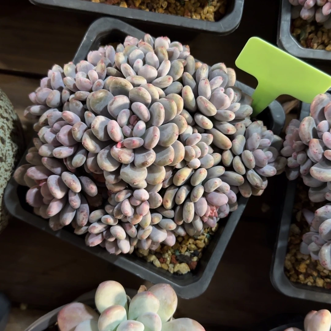 香香雪11111111111111111111