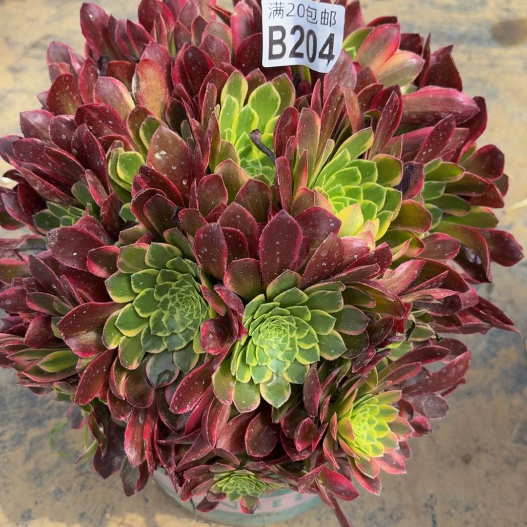 无花朵204多肉植物捧花的