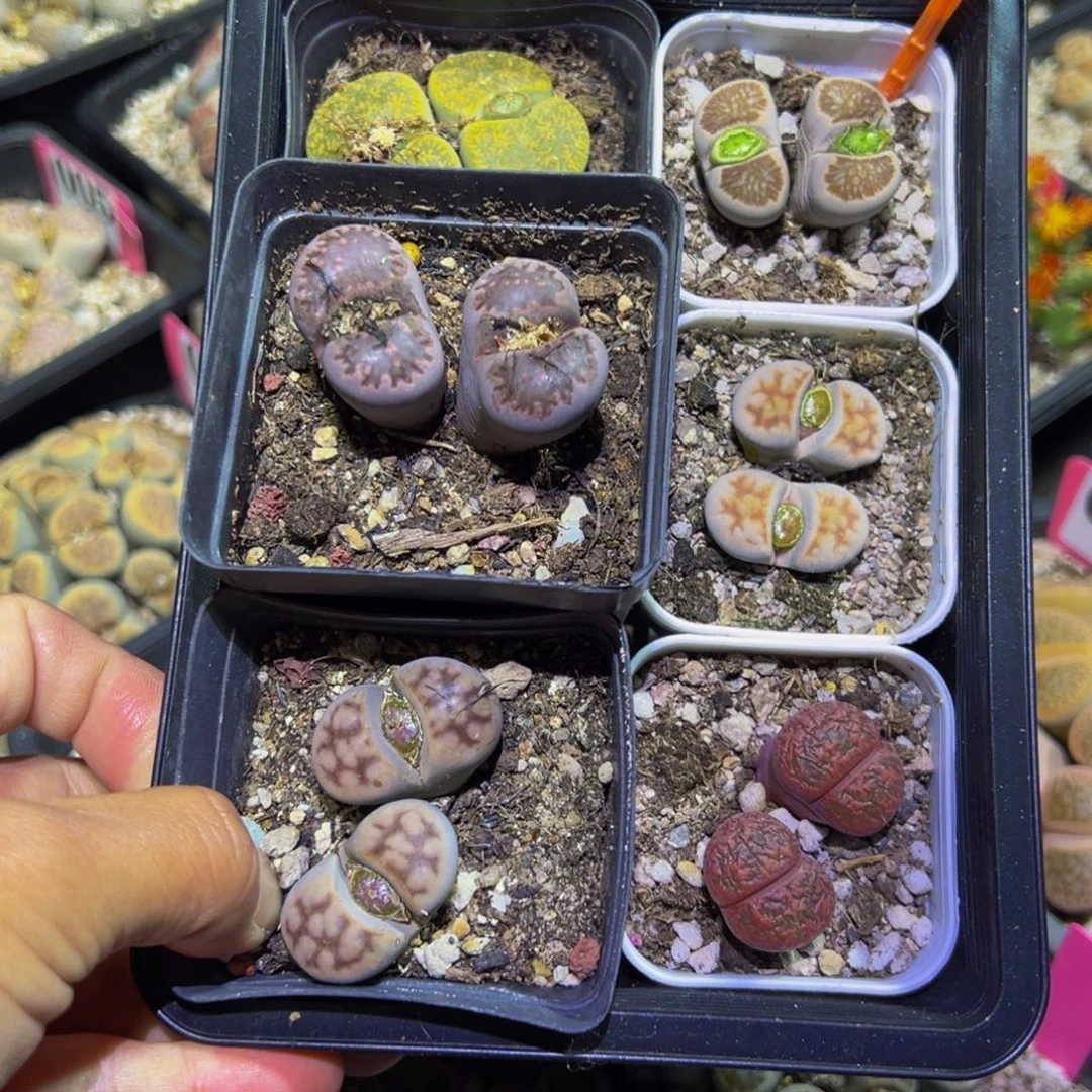 52 一物一拍，默认有伤，介意勿拍，不退不换