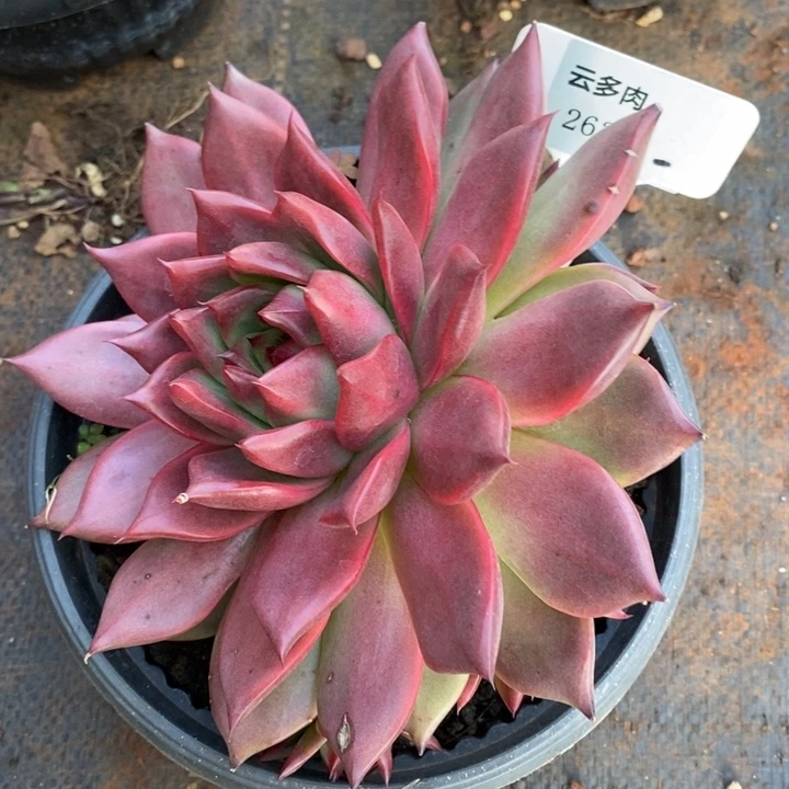 D263- 直播福利 红钻