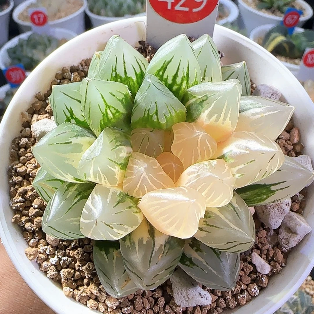 429号紫王玉露锦一物一拍带盆土