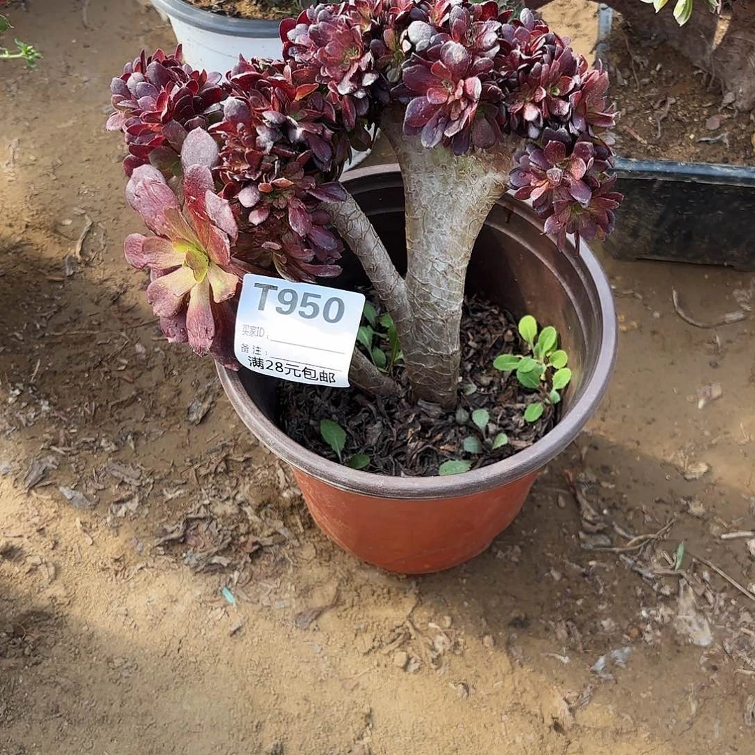 M**怕950欧子缀朵朵多肉植物
