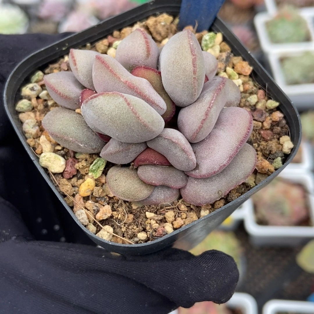 533红蛋多肉植物多肉