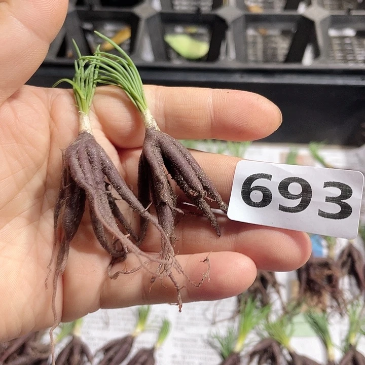 693方便面弹簧草2颗