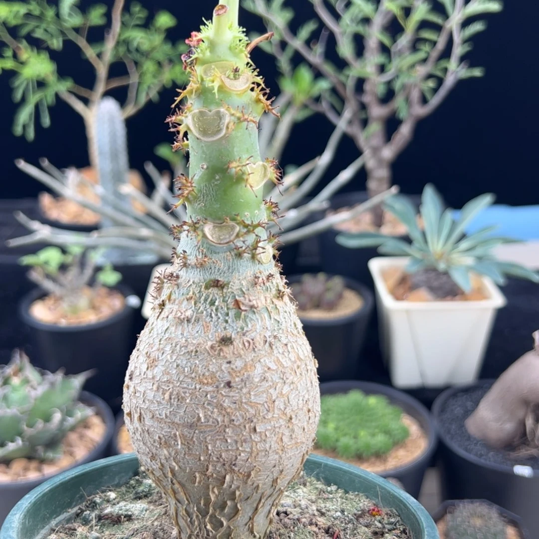 佛肚海棠5.3一物一拍带盆发