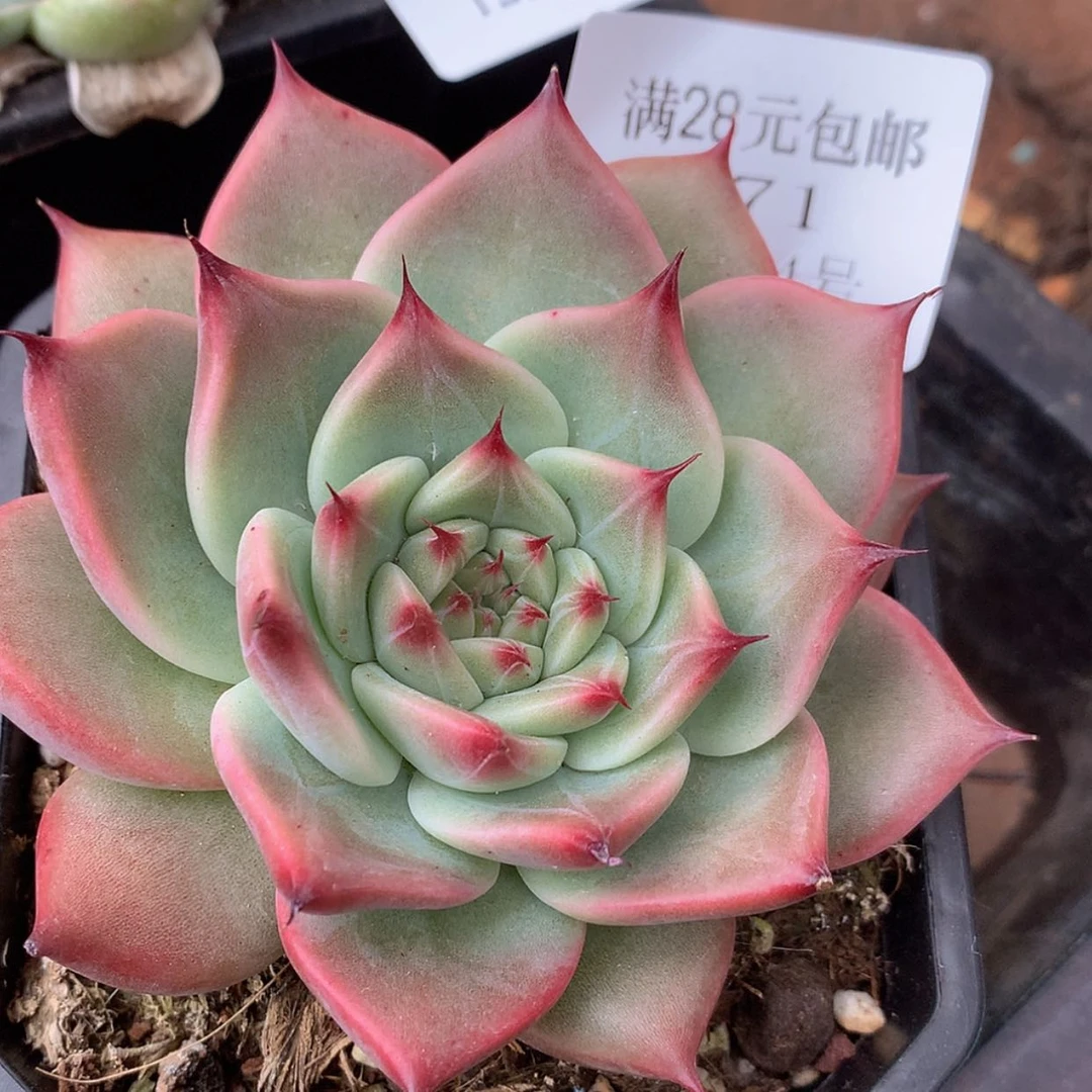 【闪购商品】云771号线