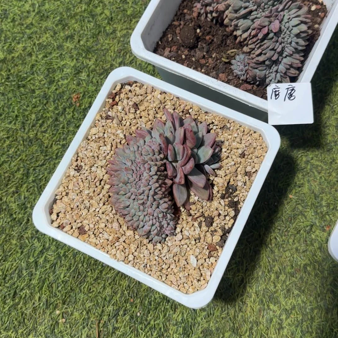 唐***唐颗密密麻麻密密麻麻吗